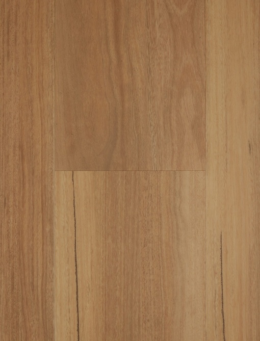 Coastal Spotted Gum